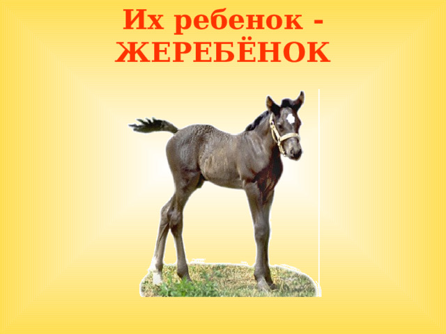 Их ребенок - ЖЕРЕБЁНОК  
