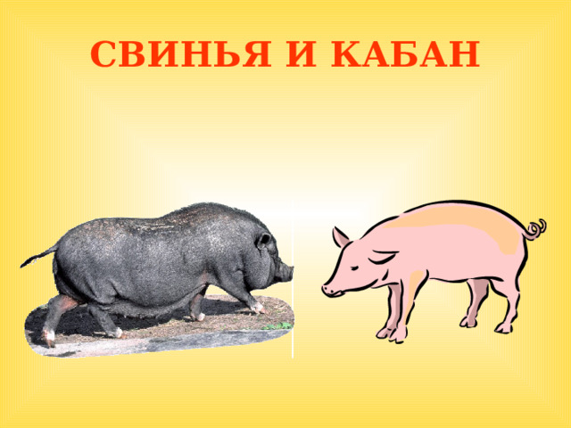 СВИНЬЯ И КАБАН  