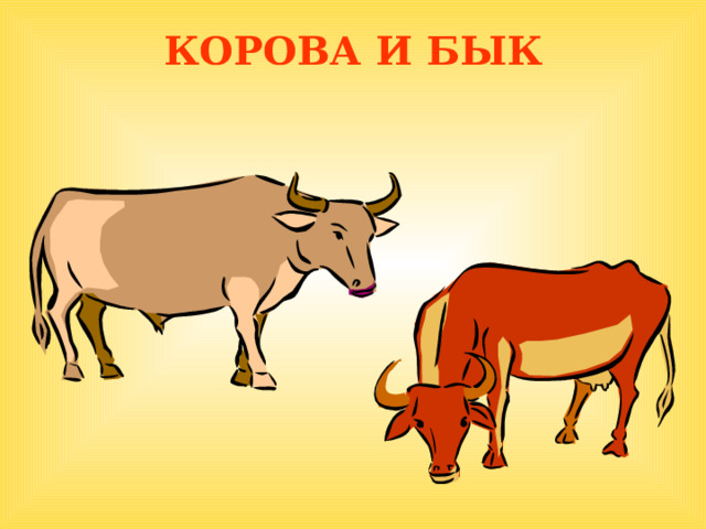 КОРОВА И БЫК  