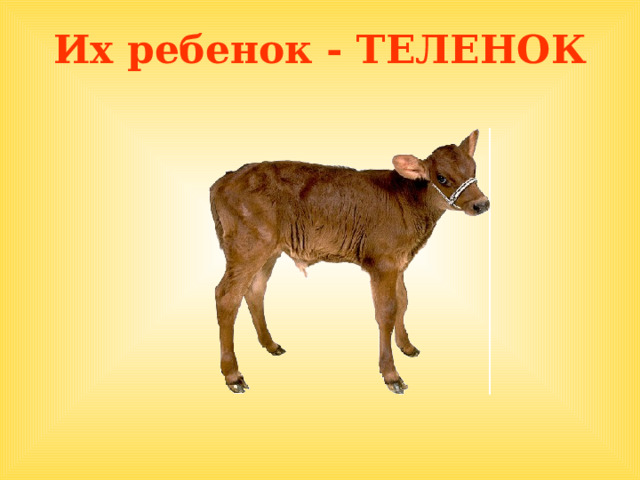 Их ребенок - ТЕЛЕНОК  