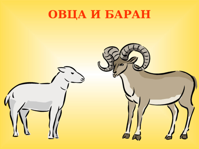 ОВЦА И БАРАН  