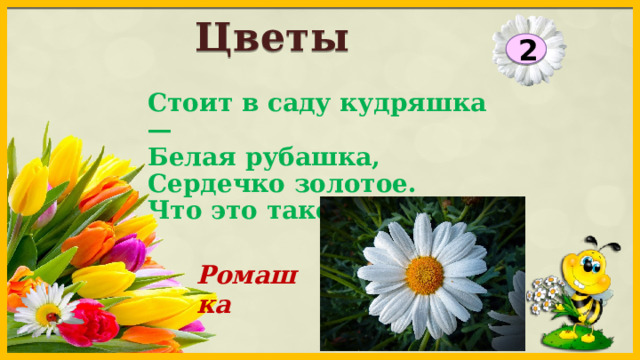 Цветы 2 Стоит в саду кудряшка — Белая рубашка, Сердечко золотое. Что это такое? Ромашка 
