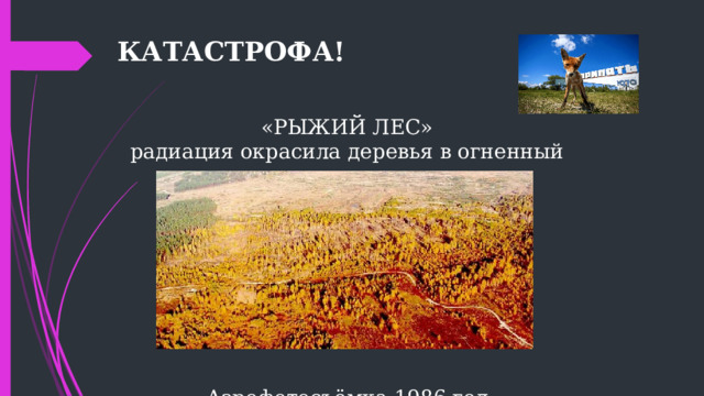 КАТАСТРОФА!  «РЫЖИЙ ЛЕС» радиация окрасила деревья в огненный цвет Аэрофотосъёмка  1986 год 