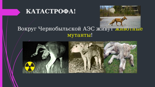КАТАСТРОФА!  Вокруг Чернобыльской АЭС живут животные  мутанты ! 