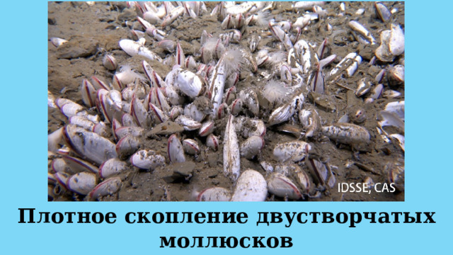 Плотное скопление двустворчатых моллюсков в осадочном слое на глубине 5743 метра. 