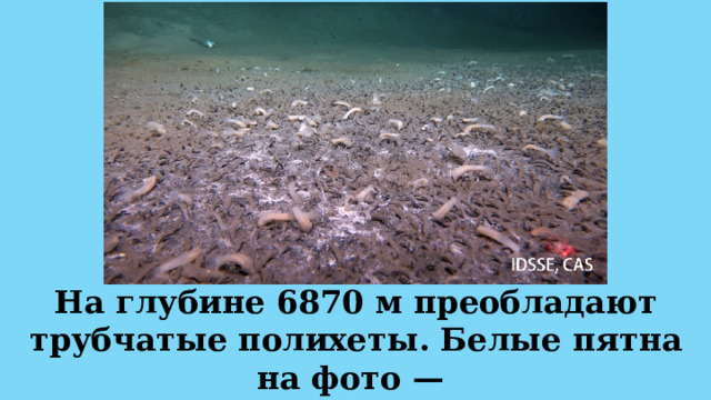 На глубине 6870 м преобладают трубчатые полихеты. Белые пятна на фото — это микробные «снежные маты». 