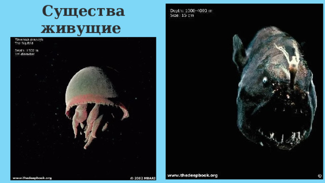 Существа живущие в Марианской впадине. 