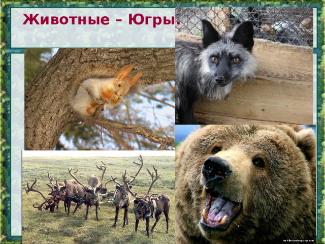 Животные – Югры. 
