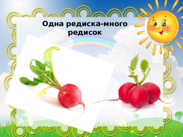 Одна редиска-много редисок  