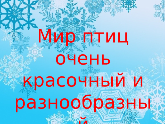 Мир птиц очень красочный и разнообразный 