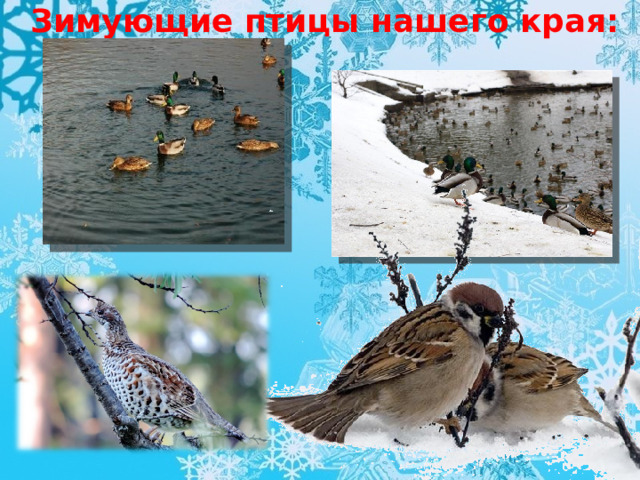 Зимующие птицы нашего края: 