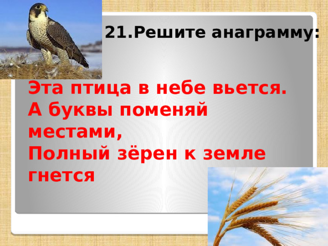 21.Решите анаграмму: Эта птица в небе вьется.  А буквы поменяй местами,  Полный зёрен к земле гнется   