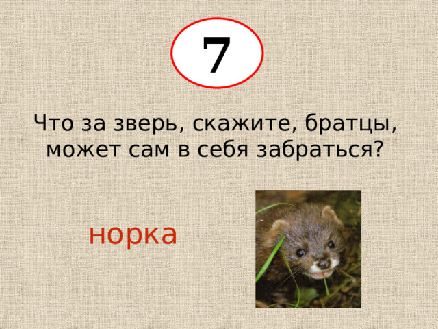 7 Что за зверь, скажите, братцы, может сам в себя забраться? норка 