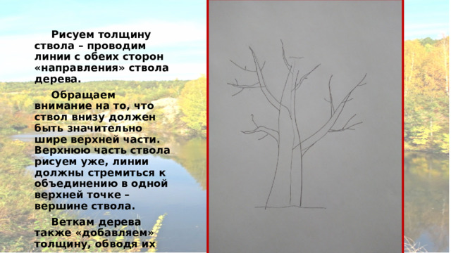  Рисуем толщину ствола – проводим линии с обеих сторон «направления» ствола дерева.  Обращаем внимание на то, что ствол внизу должен быть значительно шире верхней части. Верхнюю часть ствола рисуем уже, линии должны стремиться к объединению в одной верхней точке – вершине ствола.  Веткам дерева также «добавляем» толщину, обводя их линиями.  Итак, каркас дерева готов. 