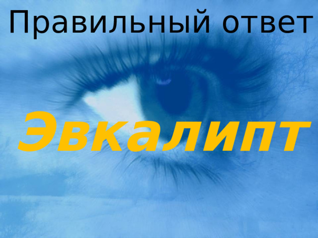  Правильный ответ Эвкалипт 