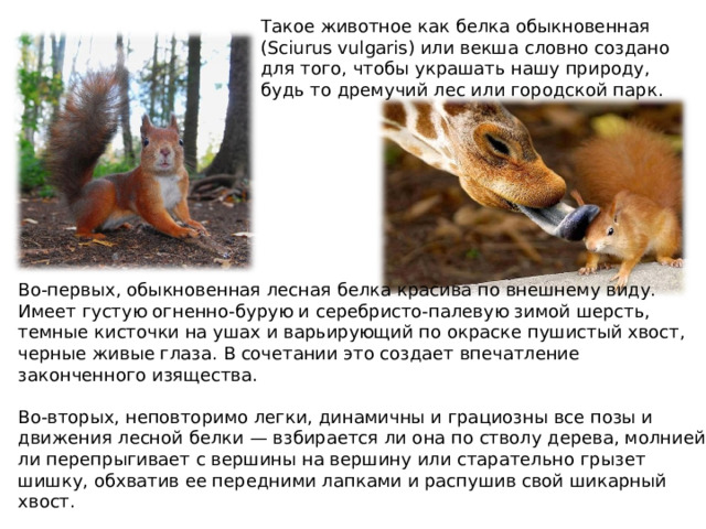 Такое животное как белка обыкновенная (Sciurus vulgaris) или векша словно создано для того, чтобы украшать нашу природу, будь то дремучий лес или городской парк. Во-первых, обыкновенная лесная белка красива по внешнему виду. Имеет густую огненно-бурую и серебристо-палевую зимой шерсть, темные кисточки на ушах и варьирующий по окраске пушистый хвост, черные живые глаза. В сочетании это создает впечатление законченного изящества. Во-вторых, неповторимо легки, динамичны и грациозны все позы и движения лесной белки — взбирается ли она по стволу дерева, молнией ли перепрыгивает с вершины на вершину или старательно грызет шишку, обхватив ее передними лапками и распушив свой шикарный хвост. 