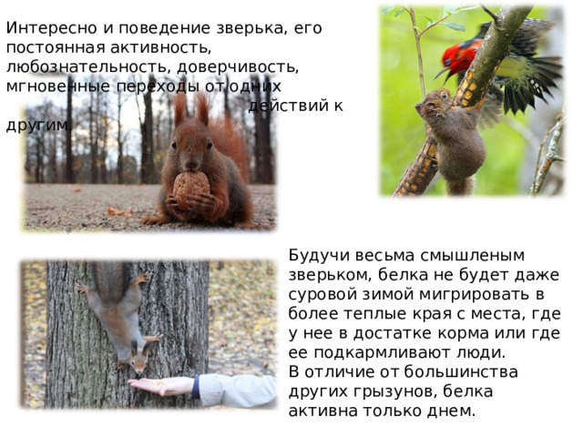 Интересно и поведение зверька, его постоянная активность, любознательность, доверчивость, мгновенные переходы от одних  действий к другим. Будучи весьма смышленым зверьком, белка не будет даже суровой зимой мигрировать в более теплые края с места, где у нее в достатке корма или где ее подкармливают люди. В отличие от большинства других грызунов, белка активна только днем. 