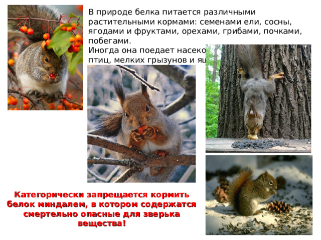 В природе белка питается различными растительными кормами: семенами ели, сосны, ягодами и фруктами, орехами, грибами, почками, побегами. Иногда она поедает насекомых, яйца и птенцов птиц, мелких грызунов и ящериц. Категорически запрещается кормить белок миндалем, в котором содержатся смертельно опасные для зверька вещества! 