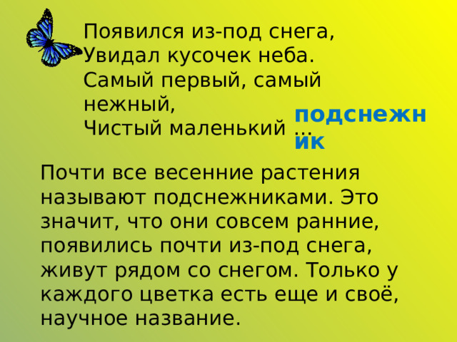 Появился из-под снега,  Увидал кусочек неба.  Самый первый, самый нежный,  Чистый маленький … подснежник Почти все весенние растения называют подснежниками. Это значит, что они совсем ранние, появились почти из-под снега, живут рядом со снегом. Только у каждого цветка есть еще и своё, научное название. 