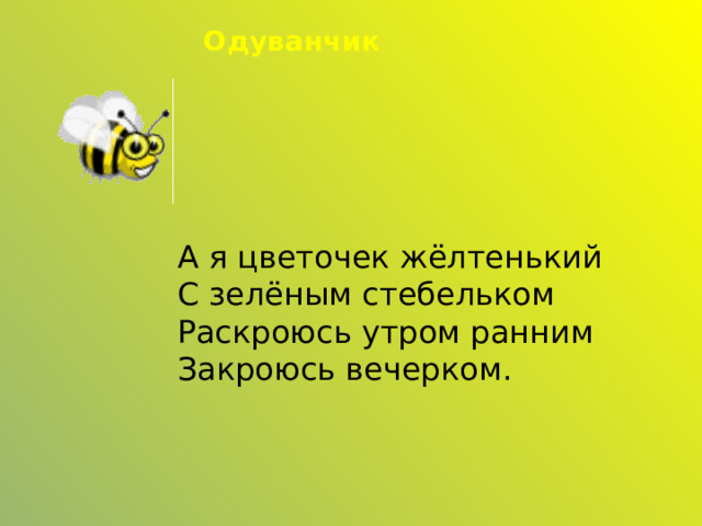 Одуванчик А я цветочек жёлтенький  С зелёным стебельком  Раскроюсь утром ранним  Закроюсь вечерком. 