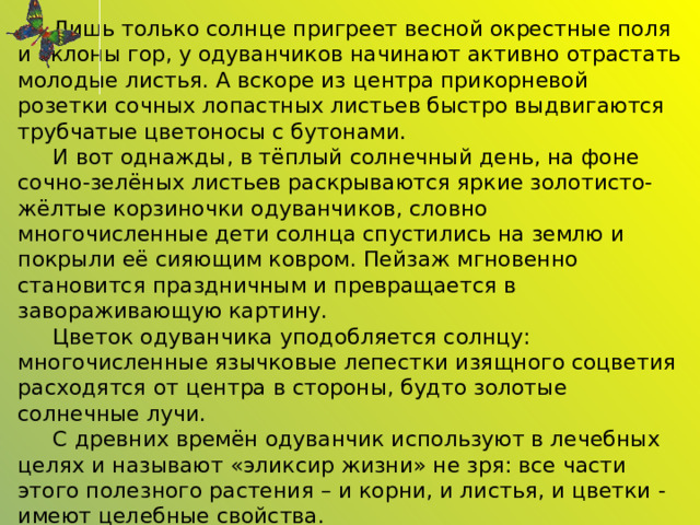  Лишь только солнце пригреет весной окрестные поля и склоны гор, у одуванчиков начинают активно отрастать молодые листья. А вскоре из центра прикорневой розетки сочных лопастных листьев быстро выдвигаются трубчатые цветоносы с бутонами.   И вот однажды, в тёплый солнечный день, на фоне сочно-зелёных листьев раскрываются яркие золотисто-жёлтые корзиночки одуванчиков, словно многочисленные дети солнца спустились на землю и покрыли её сияющим ковром. Пейзаж мгновенно становится праздничным и превращается в завораживающую картину.   Цветок одуванчика уподобляется солнцу: многочисленные язычковые лепестки изящного соцветия расходятся от центра в стороны, будто золотые солнечные лучи.  С древних времён одуванчик используют в лечебных целях и называют «эликсир жизни» не зря: все части этого полезного растения – и корни, и листья, и цветки - имеют целебные свойства. 