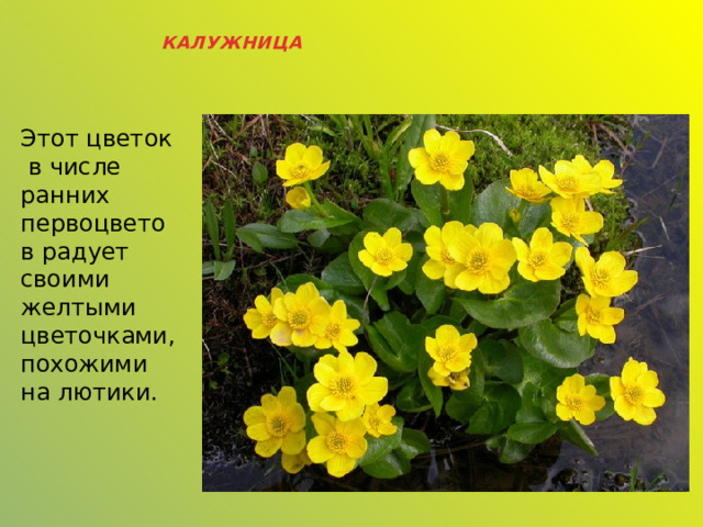 КАЛУЖНИЦА Этот цветок в числе ранних первоцветов радует своими желтыми цветочками, похожими на лютики.    