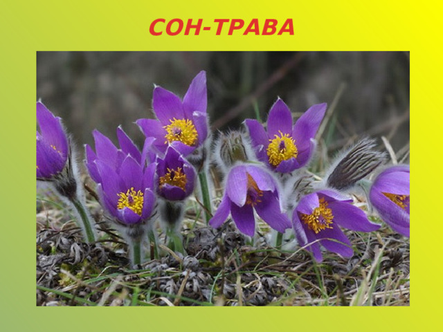 СОН-ТРАВА 