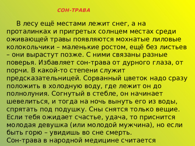 СОН-ТРАВА  В лесу ещё местами лежит снег, а на проталинках и пригретых солнцем местах среди оживающей травы появляются мохнатые лиловые колокольчики – маленькие ростом, ещё без листьев – они вырастут позже. С ними связаны разные поверья. Избавляет сон-трава от дурного глаза, от порчи. В какой-то степени служит предсказательницей. Сорванный цветок надо сразу положить в холодную воду, где лежит он до полнолуния. Согнутый в стебле, он начинает шевелиться, и тогда на ночь вынуть его из воды, спрятать под подушку. Сны снятся только вещие. Если тебя ожидает счастье, удача, то приснится молодая девушка (или молодой мужчина), но если быть горю – увидишь во сне смерть. Сон-трава в народной медицине считается успокаивающим и снотворным средством – отсюда и название травы. 