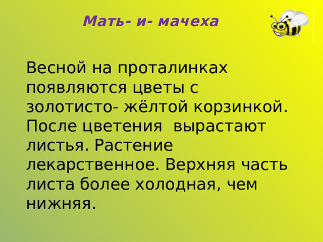 Мать- и- мачеха Весной на проталинках появляются цветы с золотисто- жёлтой корзинкой. После цветения вырастают листья. Растение лекарственное. Верхняя часть листа более холодная, чем нижняя. 
