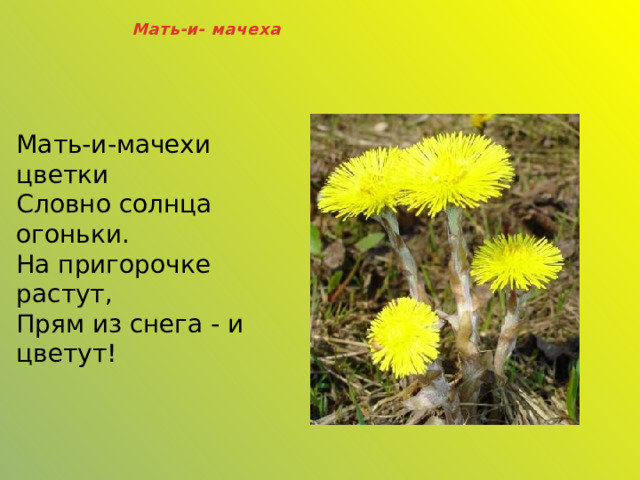 Мать-и- мачеха  Мать-и-мачехи цветки  Словно солнца огоньки.  На пригорочке растут,  Прям из снега - и цветут! 