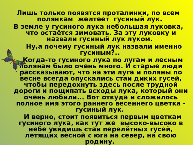  Лишь только появятся проталинки, по всем полянкам желтеет гусиный лук.  В земле у гусиного лука небольшая луковка, что остаётся зимовать. За эту луковку и назвали гусиный лук луком.  Ну,а почему гусиный лук назвали именно гусиным?..  Когда-то гусиного лука по лугам и лесным полянам было очень много. И старые люди рассказывают, что на эти луга и поляны по весне всегда опускались стаи диких гусей, чтобы передохнуть здесь после трудной дороги и пощипать всходы лука, который они очень любили... Вот откуда и сложилось полное имя этого раннего весеннего цветка - гусиный лук.  И верно, стоит появиться первым цветкам гусиного лука, как тут же высоко-высоко в небе увидишь стаи перелётных гусей, летящих весной с юга на север, на свою родину. 