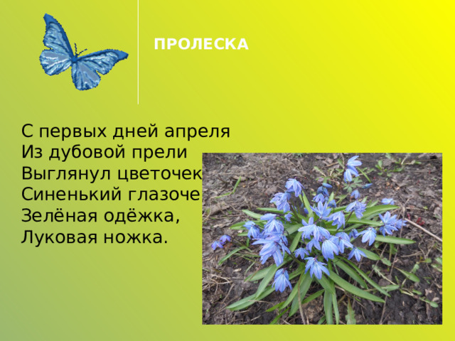 ПРОЛЕСКА С первых дней апреля  Из дубовой прели  Выглянул цветочек:  Синенький глазочек,  Зелёная одёжка,  Луковая ножка. 