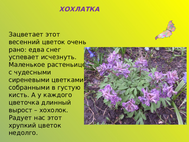 ХОХЛАТКА Зацветает этот весенний цветок очень рано: едва снег успевает исчезнуть. Маленькое растеньице с чудесными сиреневыми цветками, собранными в густую кисть. А у каждого цветочка длинный вырост – хохолок. Радует нас этот хрупкий цветок недолго. 