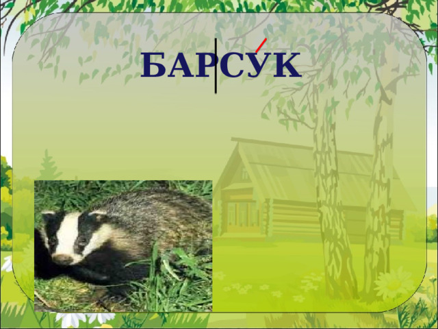БАРСУК 