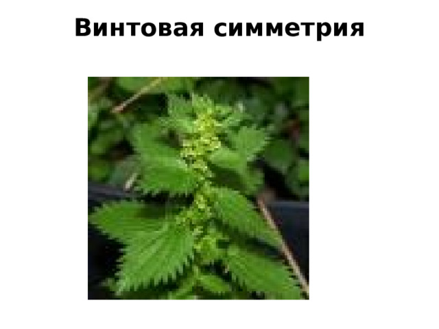 Винтовая симметрия   
