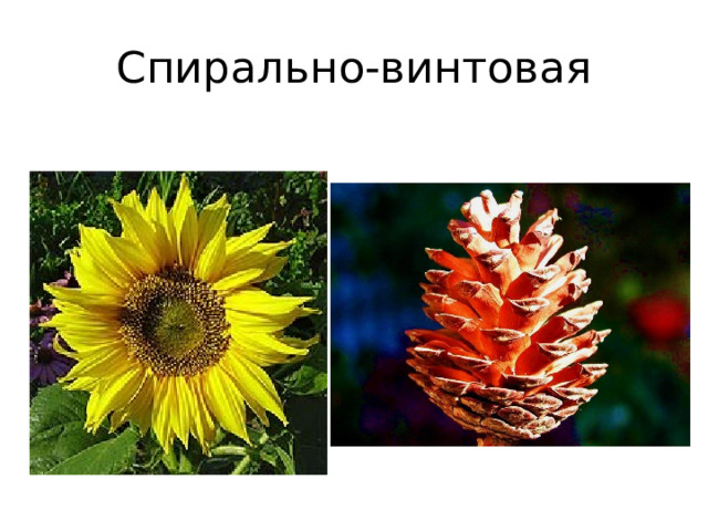 Спирально-винтовая 