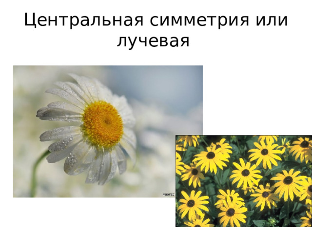 Центральная симметрия или лучевая 