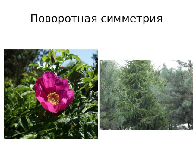 Поворотная симметрия 
