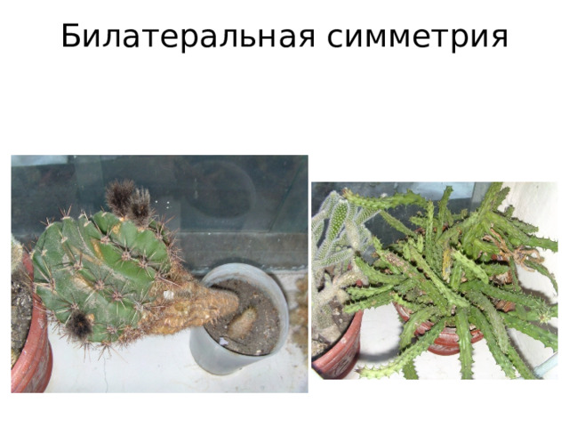  Билатеральная симметрия      