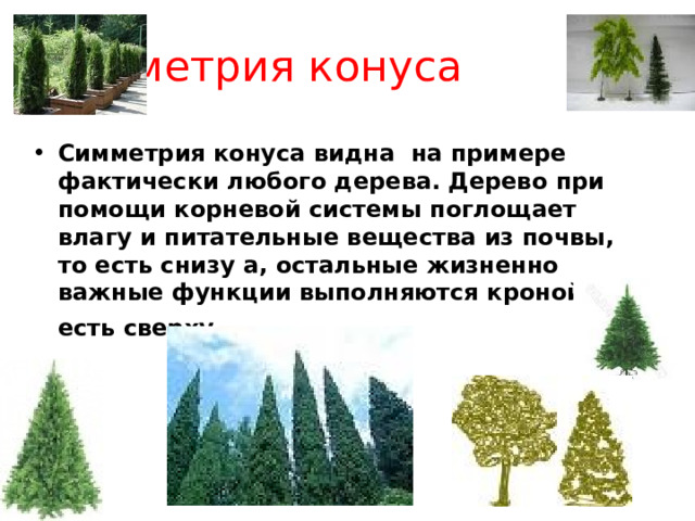 Симметрия конуса  Симметрия конуса видна на примере фактически любого дерева. Дерево при помощи корневой системы поглощает влагу и питательные вещества из почвы, то есть снизу а, остальные жизненно важные функции выполняются кроной, то есть сверху.  