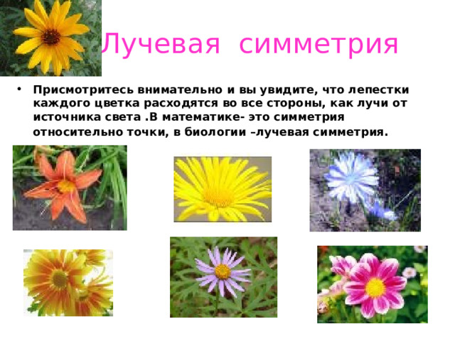  Лучевая симметрия Присмотритесь внимательно и вы увидите, что лепестки каждого цветка расходятся во все стороны, как лучи от источника света .В математике- это симметрия относительно точки, в биологии –лучевая симметрия.  