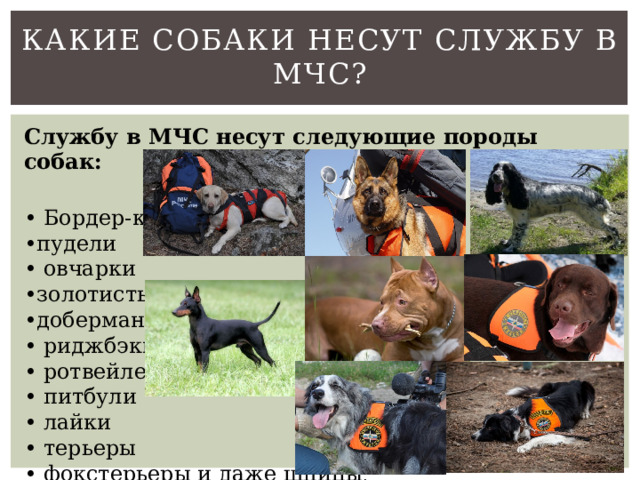 Какие собаки несут службу в МЧС? Службу в МЧС несут следующие породы собак: • Бордер-колли • пудели • овчарки • золотистый ретривер • доберманы • риджбэки • ротвейлеры • питбули • лайки • терьеры • фокстерьеры и даже шпицы . 