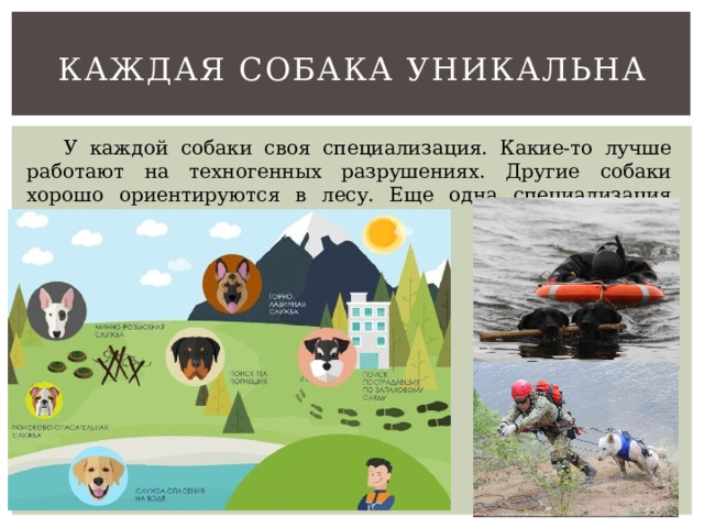 Каждая собака уникальна  У каждой собаки своя специализация. Какие-то лучше работают на техногенных разрушениях. Другие собаки хорошо ориентируются в лесу. Еще одна специализация собак-спасателей - работа в горах. 