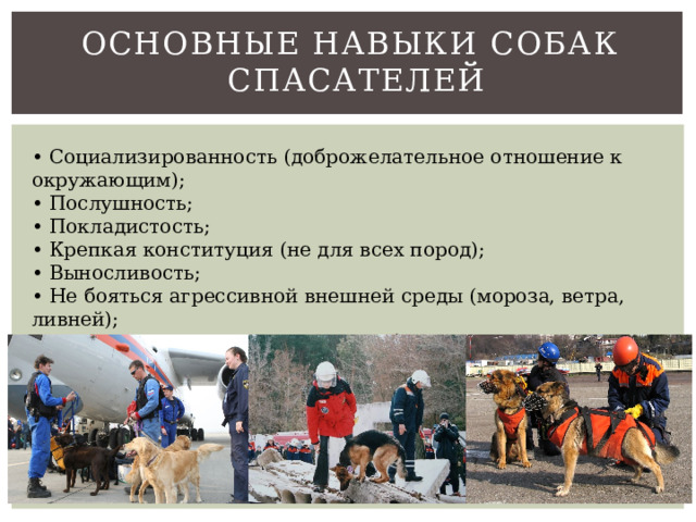 Основные навыки собак  спасателей • Социализированность (доброжелательное отношение к окружающим); • Послушность; • Покладистость; • Крепкая конституция (не для всех пород); • Выносливость; • Не бояться агрессивной внешней среды (мороза, ветра, ливней); • Психологическая подготовка (собаку во время задания, ничего не должно отвлекать); 