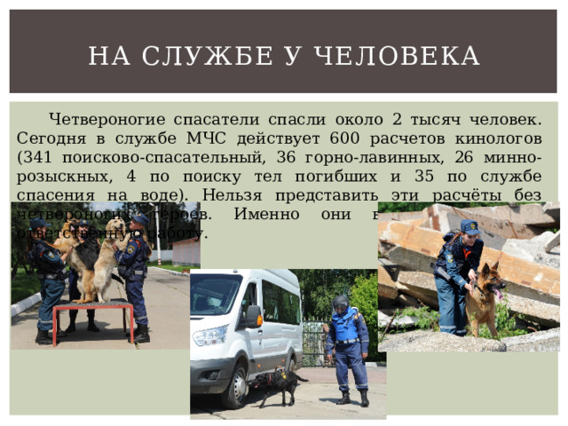 На службе у человека  Четвероногие спасатели спасли около 2 тысяч человек. Сегодня в службе МЧС действует 600 расчетов кинологов (341 поисково-спасательный, 36 горно-лавинных, 26 минно-розыскных, 4 по поиску тел погибших и 35 по службе спасения на воде). Нельзя представить эти расчёты без четвероногих героев. Именно они выполняют самую ответственную работу. 