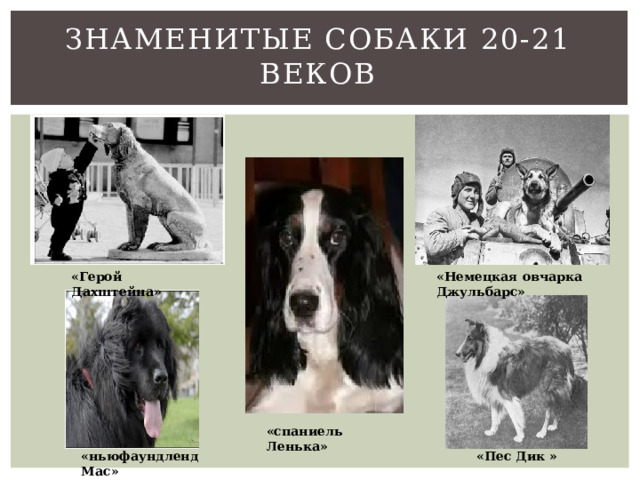  Знаменитые собаки 20-21 веков    «Герой Дахштейна» «Немецкая овчарка Джульбарс» «спаниель Ленька» «Пес Дик » «ньюфаундленд Мас» 