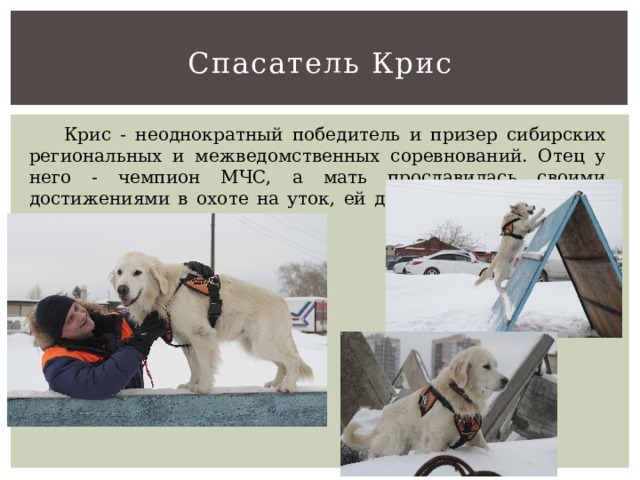 Спасатель Крис  Крис - неоднократный победитель и призер сибирских региональных и межведомственных соревнований. Отец у него - чемпион МЧС, а мать прославилась своими достижениями в охоте на уток, ей даже глава государства вручал одну из наград. 