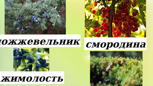 можжевельник смородина жимолость 