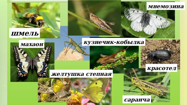 мнемозина шмель кузнечик-кобылка махаон красотел желтушка степная саранча 