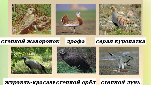 степной жаворонок дрофа серая куропатка журавль-красавка степной орёл степной лунь 